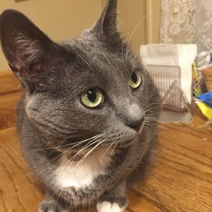 Meet your Posher, Athan